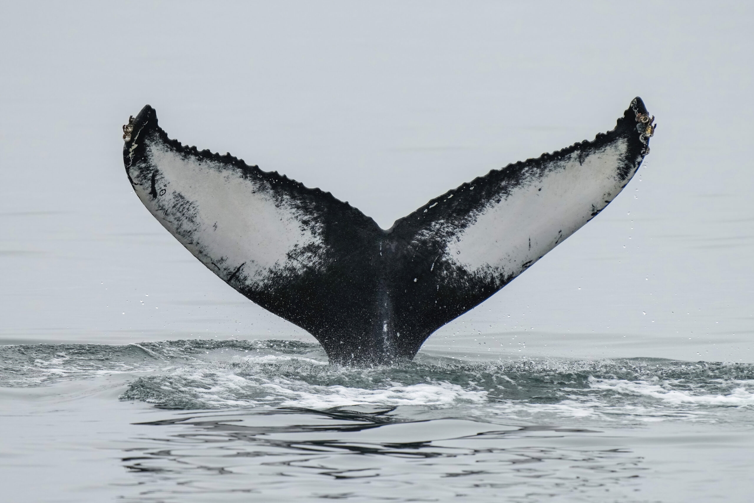 Whale Watching Tours