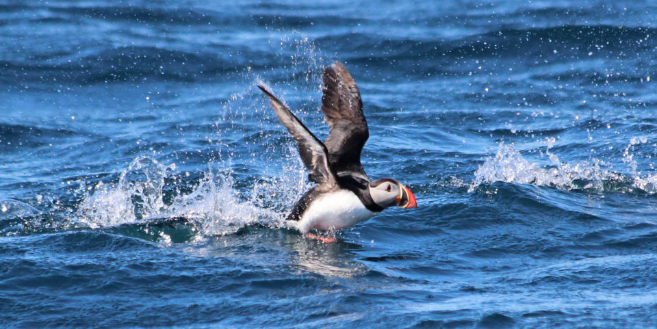 Puffins in Iceland – Where and When to See Them